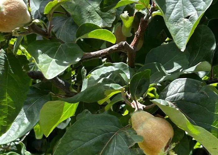 Mistrello Di Savoia ホテル