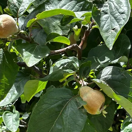 Mistrello Di Savoia מלון